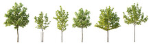 Set Of 6 Various Street Summer Trees (Chestnut, Quercus Rubra, Platanus, Maple) Medium And Small Isolated Png On A Transparent Background Perfectly Cutout 