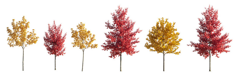 Wall Mural - Set of 6 various street autumn trees (Quercus rubra, platanus, maple) medium and small isolated png on a transparent background perfectly cutout 