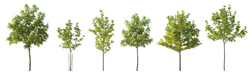 street summer trees (chestnut, quercus rubra, platanus, maple) medium and small isolated png on a tr