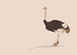 African fauna. Bird, ostrich. Ostrich birds. Gray African big ostriches in different poses isolated. Bird cartoon icon collection vector illustration.