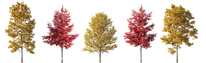 Wall Mural - autumn trees (quercus rubra, platanus, maple) big and medium isolated png on a transparent backgroun