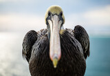 Fototapeta  - pensacola beach pelican bird at sea looking at the camera