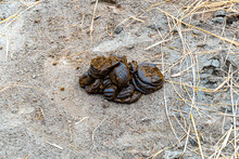 A Pile Of Black Cow Feces On The Ground. Cow Feces Isolated