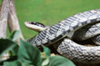 Schönnatter / Beauty rat snake / Orthriophis taeniurus callicyanous or Elaphe taeniura callicyanous