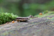 Closeup Of The Wild Lizard In A Forest On A Fallen Tree. Selective Focus.