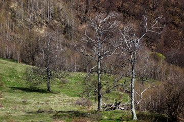 Sticker - Old trees along the way