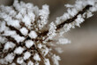 Getrocknete Blumen sind mit einem ersten Frost überzogen, in Bayern, Deutschland.