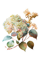 Sticker - Watercolor set with blooming branches hydrangea isolated on white background.