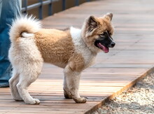 Beautiful Dog Breed American Akita For A Walk