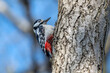 Dzięcioł duży, dzięcioł pstry większy (Dendrocopos major, Great spotted woodpecker)