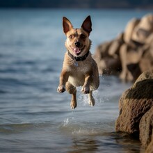 Running Happy Dog , Glücklicher Rennender Familien Hund