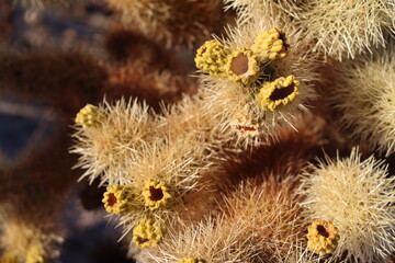 Teddy bear cholla cactus