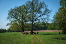 A Herd Of Galloway Cattle Standing Under Trees In The Shade