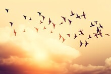 Flock Of Birds Flying In The Sky At Sunset. Abstract Background