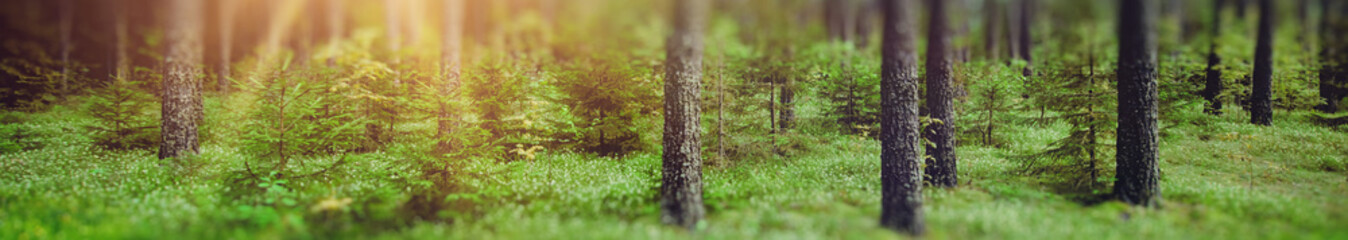 Poster - Panorama forest bokeh background