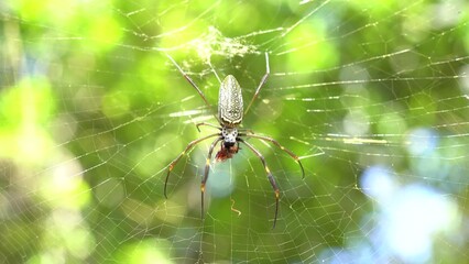 spider hanging from its web in the forest