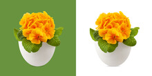 Spring Time Blossom Of Orange Primroses Flowers In Pot, Front View Close Up Isolated On White And Green Background
