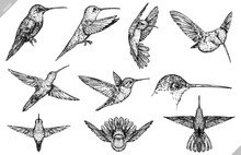 Vintage Engraving Isolated Hummingbird Set Illustration Ink Humming Sketch. Bird Background Colibri Tropical Silhouette Art. Black And White Hand Drawn Vector Image
