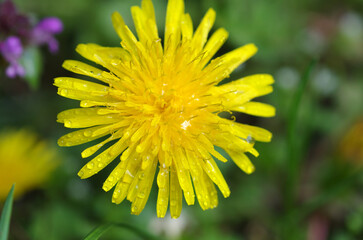 Wall Mural - Water drops on a yellow dandelion. Close-up