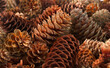 Background of many various mainly brown fir cones view from above