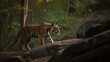  a tiger walking on a rock in a forest with trees in the background.  generative ai