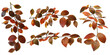Few various tree branches with red autumn leaves at various angles on transparent background