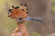 Common Hoopoe From Chennai Tamil Nadu With Crest Spread