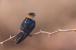 Portrait of Red Bird Red Rumped Swallow from Chennai India