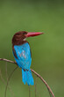 Portrait of Blue Bird White Throated Kingfisher in Green Background