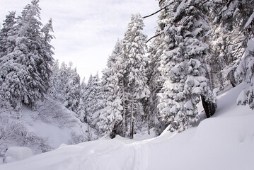 Canvas Print - Snow covered trees in the mountains. Picturesque winter scene. Magic winter forest. Natural landscape with beautiful sky. Happy New Year!	