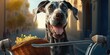 Great Dane dog have fun bicycle ride on sunshine day morning in summer on town street Generative AI