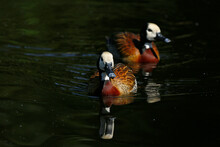 White Faced Whistling Ducks On The Water