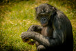© Gilles - Bonobo