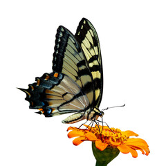  Tiger swallowtail butterfly perched on yellow flower in closeup photography on white transparent PNG background