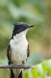 Portrait of Bird Jacobin Cuckoo From Chennai India