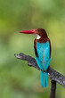 Portrait of Blue Bird White Throated Kingfisher in Green Background