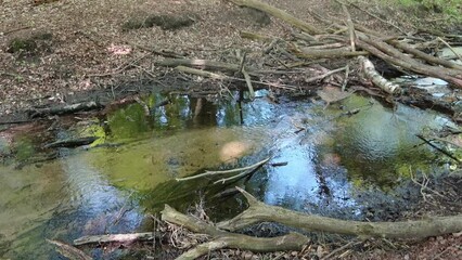 Wall Mural - A small stream of clear water in a green forest.