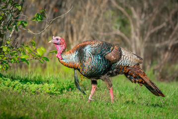 Wall Mural - a wild male turkey walked out from the woods to grass lawn in a park in the late evening.