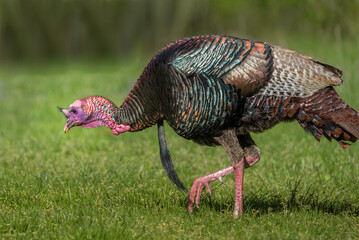 Wall Mural - A wild male turkey with beautiful beard  were searching foods on the grass in a park 