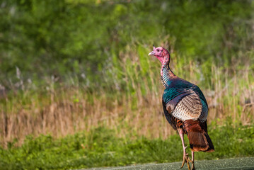 Wall Mural - a wild male turkey walked toward the woods in the late after noon.