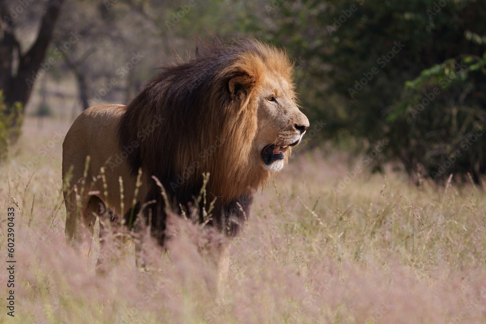 Lion eating after hunting for a wildebeest in the wild, carrying the leg across the field and leaving pride, Chewing and tearing away from the bone with its ferocious teeth. During a Safari Game Drive