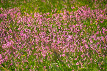  illwald im Elsass nahe Selestat in Frühling