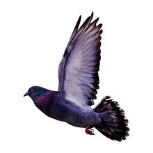 Grey Pigeon On Flight Isolated On White Transparent PNG Background