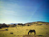 Fototapeta Sawanna - herd of horses