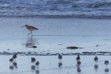 Wall Mural - Shallow birds in the prenuptial step on Galician beaches