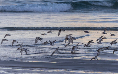 Wall Mural - Shallow birds in the prenuptial step on Galician beaches