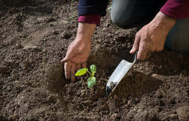 Canvas Print - Male hands planting a cucumber seedling