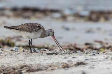 Wall Mural - different spectacular moments of the Bar-tailed Godwit