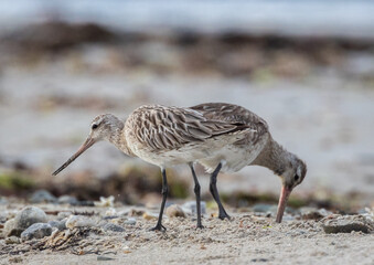 Wall Mural - different spectacular moments of the Bar-tailed Godwit