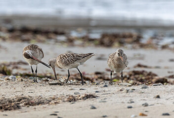 Wall Mural - different spectacular moments of the Bar-tailed Godwit
